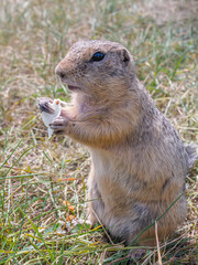Naklejka na ściany i meble A prairie dog holding a piece of cabbage in its front paws on a lawn overgrown with thick grass.