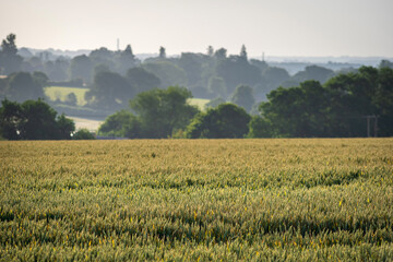 agricultural farm crop fields in england uk