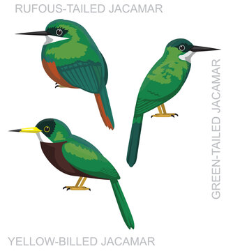 Cute Bird Jacamar Set Cartoon Vector