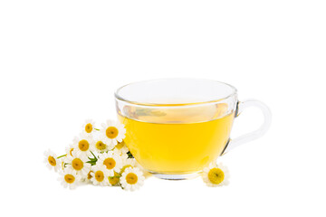 Chamomile herbal tea with flower buds and chamomile bouquet isolated on white background. Useful herbal, soothing drinks and natural healer concept. Immunity tea.Close up. Copy space.