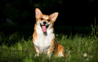 corgi dog in the grass