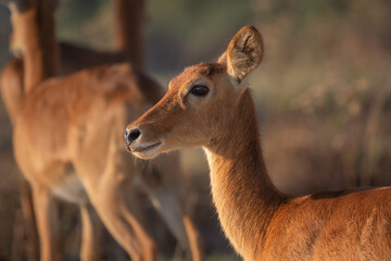 Female puku antelope
