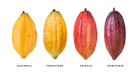 Variety of fresh cocoa pods isolated on white background. Clipping path.