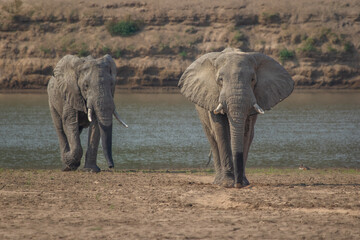 Fototapeta premium Elephants walking from the river