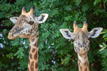 Thornicroft giraffes