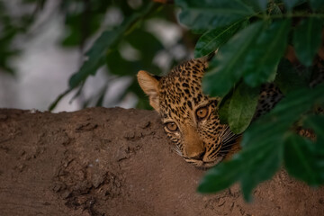 Leopard cub watches from behind a tree