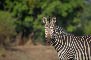 Fototapeta na wymiar Close up of Crawshay zebra