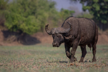 Obraz premium Old Cape buffalo bull