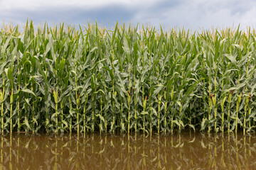 Cornfield flooding after summer storm. crop insurance, soil conservation and severe weather concept.