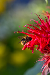 Bumblebee collecting nectar from monarda flower macro photography on a summer day. A bee sucking nectar from a bee balm flower with red petals closeup photo in summertime.