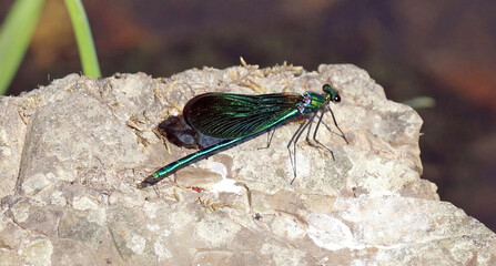 Macro image of a Beautiful Demoiselle perched on a rock, Devon, England
