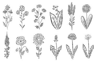 Set with wild flowers in hand drawn sketch style