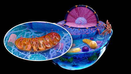 4K abstract illustration of the biological cell and the mitochondria
