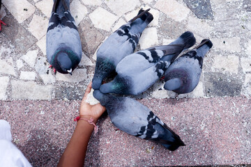 Fototapeta premium A Top view of a few Pigeon birds in Black and grey shades feasting on rice cereal from a human hand in Kochi, India. 