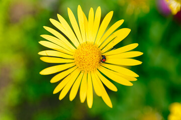 black ladybug sits on a yellow flower on a blurred background on a sunny day