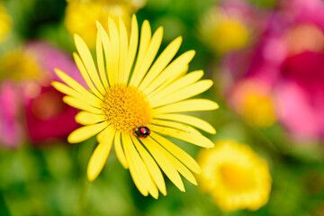 black ladybug crawls on a yellow flower on a blurred background on a sunny summer day