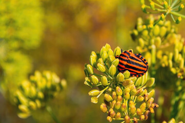Macro photo of a stink bug sits on a plant on a sunny day