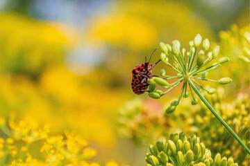  .Macro photo of a stink bug crawling on a plant on a blurred background on a sunny day