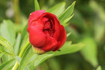 Blossoming bud of a red decorative peony close-up.