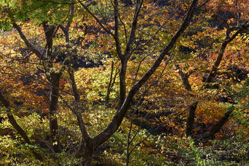 花貫渓谷の紅葉