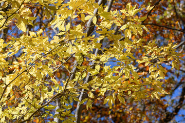 花貫渓谷の紅葉