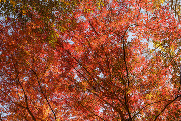 花貫渓谷の紅葉