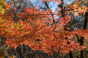 花貫渓谷の紅葉