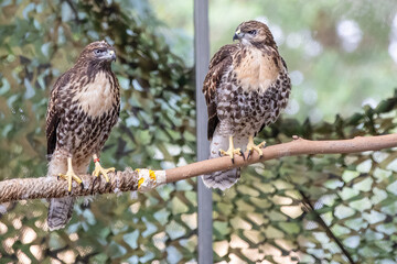 red tailed hawk