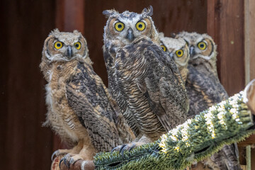 great horned owl