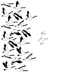 Vector card with hand drawn flock of flying wild geese. Beautiful animal design elements, ink drawing.