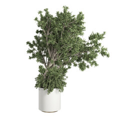 plant in a pot On transparent background PNG file. Can be used for invitations, greeting, wedding card	