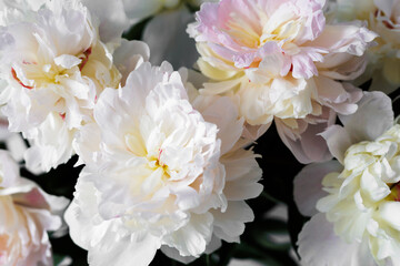 Fototapeta na wymiar Close up of beautiful white peonies bouquet