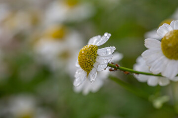 Blooming daisy flowers on a summer sunny day macro photo. Wildflowers with white petals in the meadow close-up photo. Blossom daisies in springtime floral background.	
