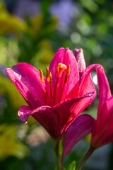 Fototapeta na wymiar Blooming pink lily on a green background on a summer sunny day macro photography. Garden lillies with bright pink petals in summer, close-up photography. 