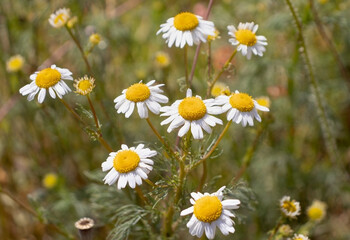 Daisies. Summer landscape background with beautiful summer flowers.