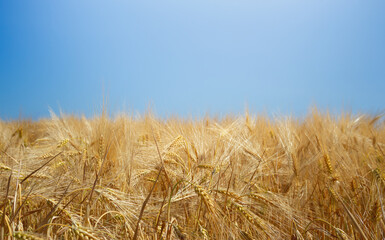 Fototapeta premium Summer landscape background with ears of wheat against the background of the sky. Wheat field