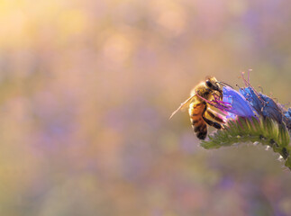 A bee collects honey on summer flowers on a bright sunny day. Summer bright background.