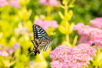 Papilio xuthus Linnaeus, Butterfly is on a flower