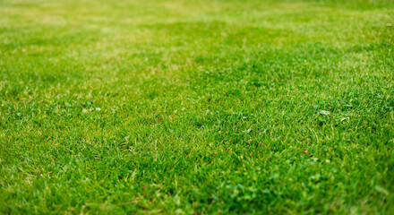 Close up of lush green grass in soft light. Spring and nature background concept, Closeup field with blurred summer park, backdrop for design