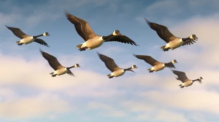 Fotobehang flock of seagulls © Aqib