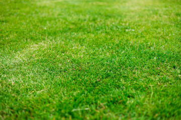 Close up of lush green grass in soft light. Spring and nature background concept, Closeup field with blurred summer park, backdrop for design