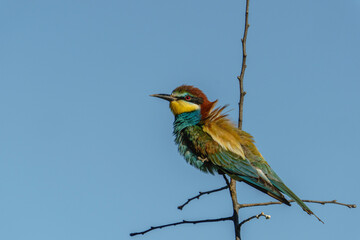 European Bee-eater (Merops apiaster) in its natural habitat	