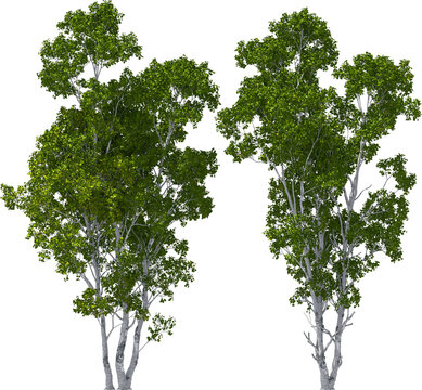 american trembling poplar aspen hq arch viz cutout 3d render