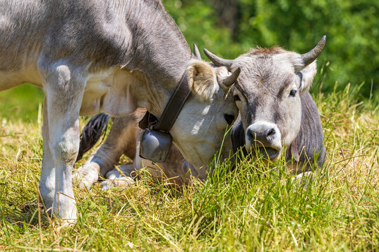 K&uuml;he - Allg&auml;u - schmusen - kuscheln - lieb