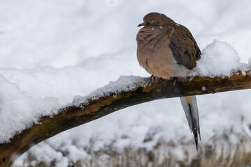 dove in the snow