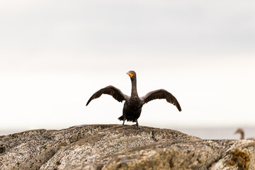 cormorant on rock