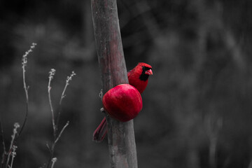 cardinal with a red apple