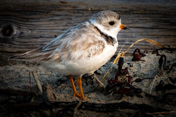 Piping plover