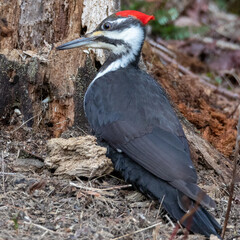 Pileated woodpecker
Bird

