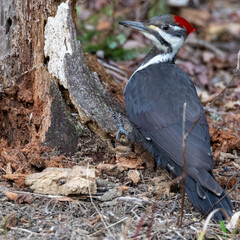 Pileated woodpecker in the woods
